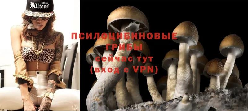 Псилоцибиновые грибы Psilocybine cubensis  блэк спрут зеркало  Дятьково 